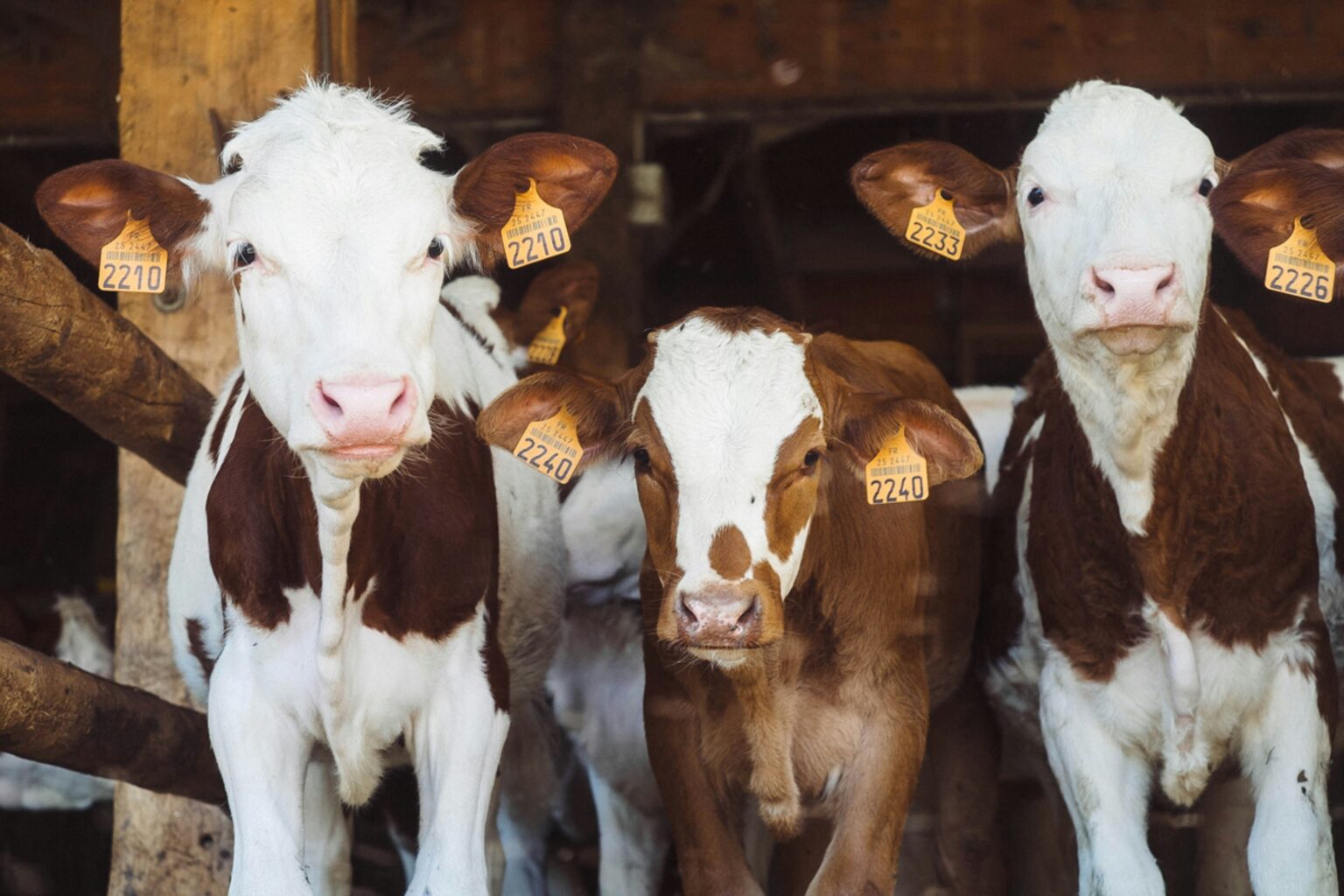 UnSplash
